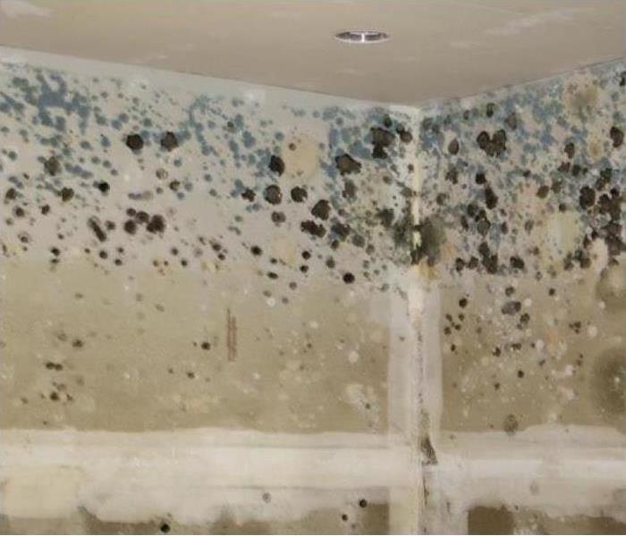 Drywall walls and ceiling covered in black mold